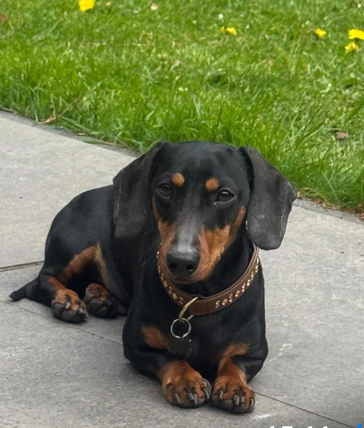 Oppas gezocht voor onze George.., Dieren en Toebehoren, Overige Dieren-accessoires, Ophalen of Verzenden