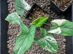 Syngonium Albo Variegata planten, Huis en Inrichting, Kamerplanten, Ophalen of Verzenden