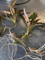Mooie grote crypto, crypto aquarium planten, Ophalen, Plant(en), Steen of Hout