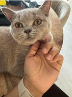Kitten-Lilac kleurig Britsekorthaar Naam Diva, Dieren en Toebehoren, Katten en Kittens | Raskatten | Korthaar, Poes, Ontwormd