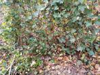 Hedera, klimop, 20 stuks, 2 meter hoog.., Ophalen of Verzenden, Overige soorten, 100 tot 250 cm