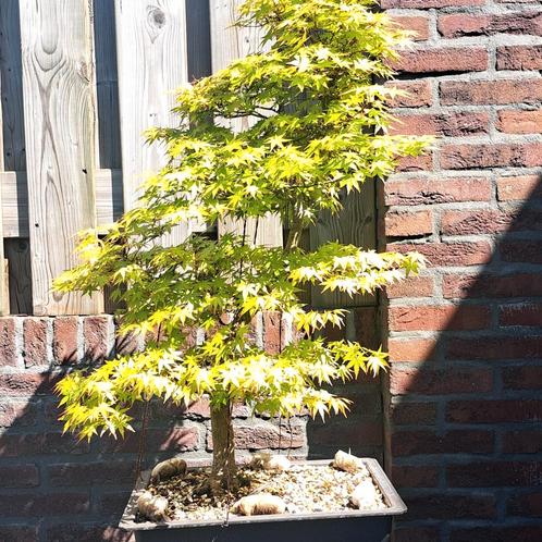 Mooie acer palmatum bonsai, Tuin en Terras, Planten | Bomen, Overige soorten, Minder dan 100 cm, Halfschaduw, Ophalen