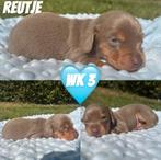 Zeer mooie kaninchen/dwergteckel pups, Dieren en Toebehoren, Kaninchen, België, Rabiës (hondsdolheid), 8 tot 15 weken