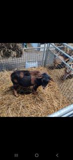 Mooie maanvlek bok, Dieren en Toebehoren, Schapen, Geiten en Varkens, Mannelijk, Geit, 0 tot 2 jaar