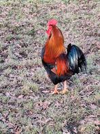 Te koop Welsumer haan, Dieren en Toebehoren, Pluimvee, Mannelijk, Kip
