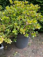 2 heel grote/mooie vetplanten voor op terras, Ophalen, Struik
