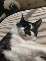 Lieve knuffel poes, Poes, Kortharig, 6 jaar of ouder