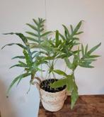 Blauwvaren met mand., Huis en Inrichting, Kamerplanten, Ophalen, Halfschaduw, Minder dan 100 cm