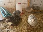 Broedeieren japanse kwartels diverse kleuren, Dieren en Toebehoren, Pluimvee, Geslacht onbekend, Overige soorten