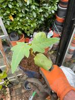 Ricinus communis ofwel wonderboom, Tuin en Terras, Ophalen of Verzenden, Zomer, Volle zon