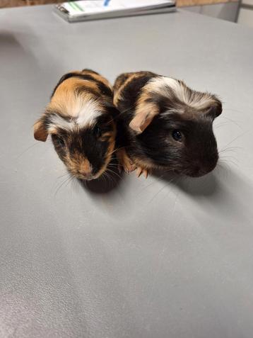 2 cavia broertjes zoeken nieuw huisje  beschikbaar voor biedingen