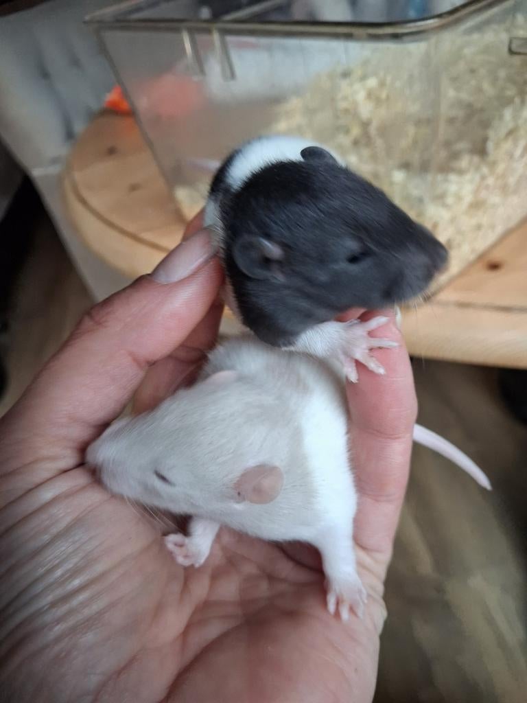 Baby rat, Dieren en Toebehoren, Knaagdieren, Februari, Meerdere dieren, Rat