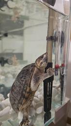 Schilpad, Ophalen of Verzenden