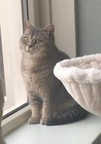 Britse korthaar blue golden shaded poes ❤️ 4 jaar, Dieren en Toebehoren, Katten en Kittens | Raskatten | Korthaar, Poes, Ontwormd