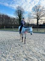 Betrouwbare Bijrijder/verzorger/leasher, Ophalen of Verzenden, Zo goed als nieuw