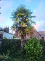 Grote Trachycarpus Waaierpalm, Tuin en Terras, Planten | Bomen, Minder dan 100 cm, Zomer, Palmboom, Ophalen