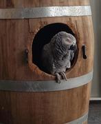 Grijze roodstaart papegaai, Mannelijk, Papegaai