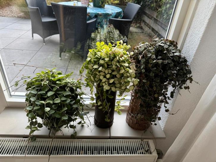 Hoya stekjes vanaf 2.50€ per stuk, Huis en Inrichting, Kamerplanten, Minder dan 100 cm, Halfschaduw, Ophalen of Verzenden