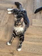 Super lieve en aanhankelijke Maine coon kater., Dieren en Toebehoren, Katten en Kittens | Raskatten | Langhaar, Kater, Gechipt
