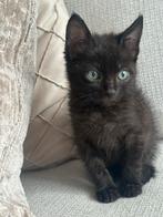 Mooie kitten opzoek naar gouden mandje (Maine coon/Bombay), Dieren en Toebehoren, Meerdere dieren, Gechipt, 0 tot 2 jaar