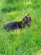 Katten, Dieren en Toebehoren, April, Mannelijk