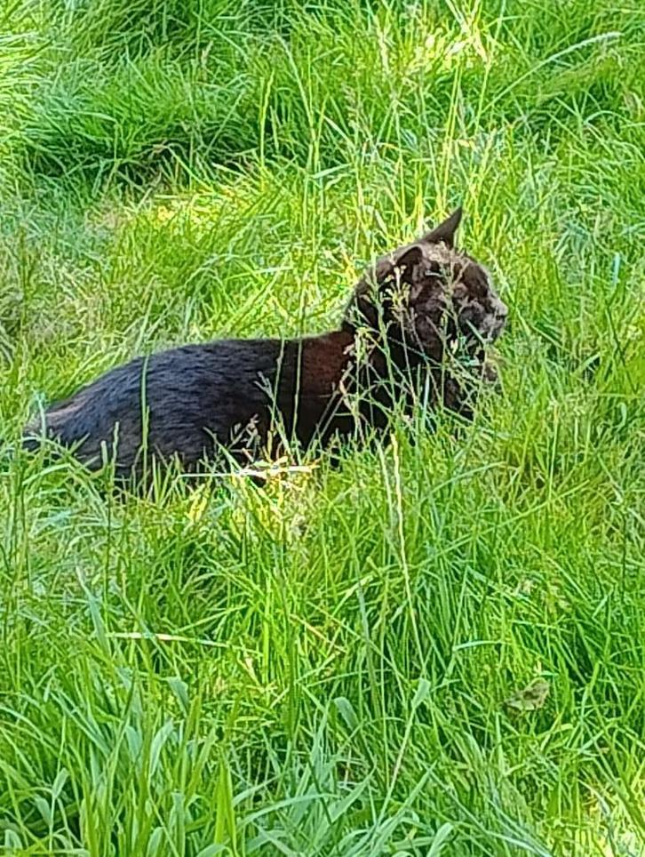 Katten, Dieren en Toebehoren, Overige Dieren, Mannelijk, April