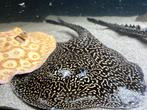 Potamotrygon panda pied man, Vis