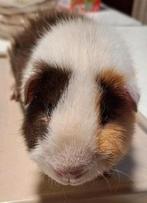 US Teddy beer van Februari 2025, Dieren en Toebehoren, Februari, Mannelijk, Cavia
