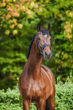 knappe 4 jarige te koop, Dieren en Toebehoren, Paarden, B, Dressuurpaard, Hengst, 3 tot 6 jaar