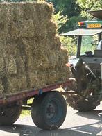 Kleine pskjes gerst stro, Ophalen, Vee