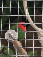 Gezocht papagaai amadine popje, Dieren en Toebehoren, Vogels | Overige Vogels, Vrouwelijk, Tropenvogel