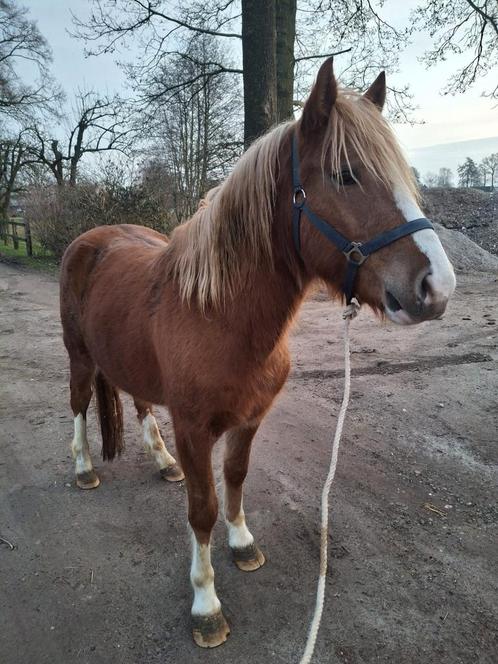 Lieve pony, Dieren en Toebehoren, Pony's, Ruin, Recreatiepony