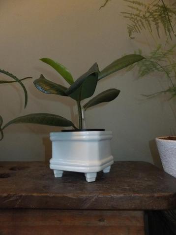 vierkant vintage bloempotje cactusbak regency met verzenden  beschikbaar voor biedingen