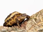 Agrionemys horsfieldii, vierteenlandschildpad, 0 tot 2 jaar, Schildpad