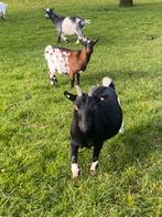 Dwerggeit Fatima, Dieren en Toebehoren, Schapen, Geiten en Varkens, Vrouwelijk, Geit