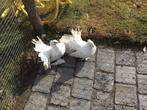 Indiase pauwstaart, Dieren en Toebehoren, Meerdere dieren, Overige soorten