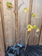 Zwarte bes (bio), Ophalen, Eenjarig, Overige soorten, Volle zon