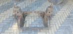 Classic mini subframe, Auto-onderdelen, Ophalen, Gebruikt, Mini