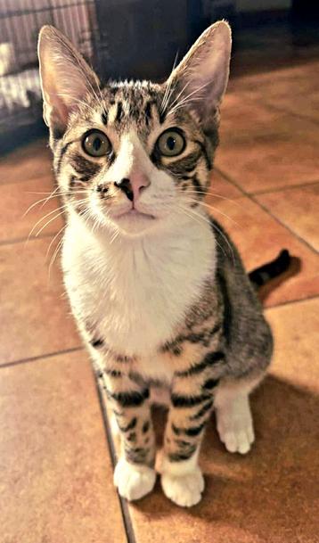 Enorme kitten knuffelkater Spock beschikbaar voor biedingen