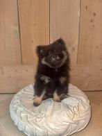 Pomeriaan pup, Dieren en Toebehoren, Overige rassen, 8 tot 15 weken, Teef, Meerdere