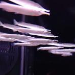 Dermogenys pusillus, Dieren en Toebehoren, Vis