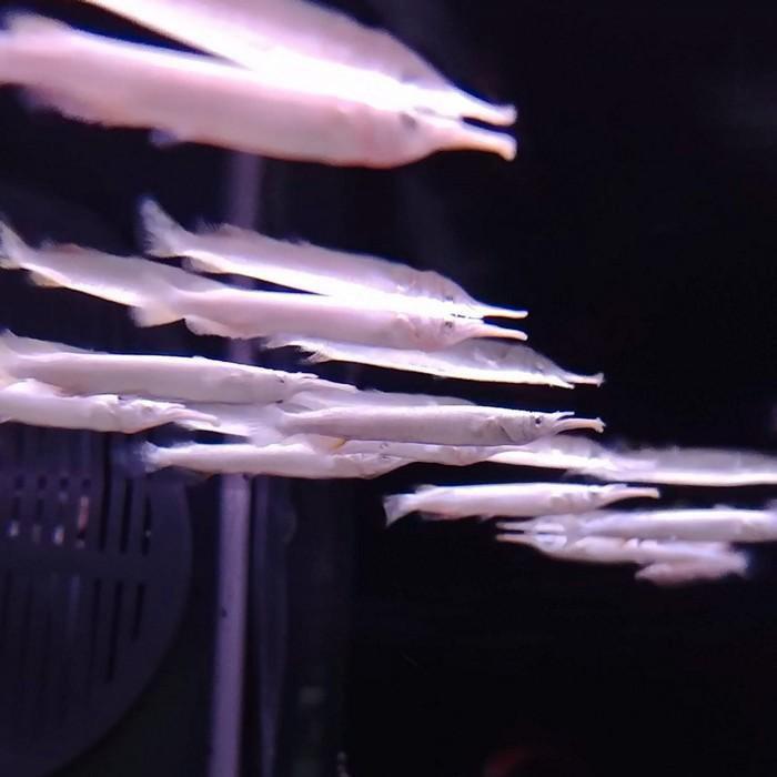 Dermogenys pusillus, Dieren en Toebehoren, Vissen | Aquariumvissen, Vis