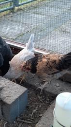 Aracauna haantjes gratis, Mannelijk, Kip