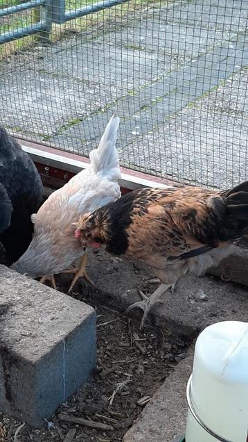 Aracauna haan haantjes groenlegger  beschikbaar voor biedingen