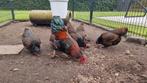 Barnevelder Kriel dubbel gezoomd, Dieren en Toebehoren, Pluimvee, Meerdere dieren, Kip