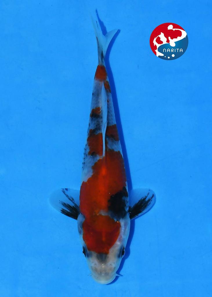 Tosai Showa Taniguchi, Karper of Koi
