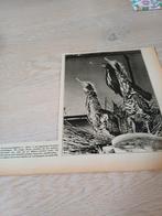 Knipsel dierentuin Artis Amsterdam roerdompen 1930, Ophalen of Verzenden, Gebruikt