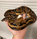 1.0 Pied ball python regius te koop, Dieren en Toebehoren, Reptielen en Amfibieën, Slang, Tam, 0 tot 2 jaar
