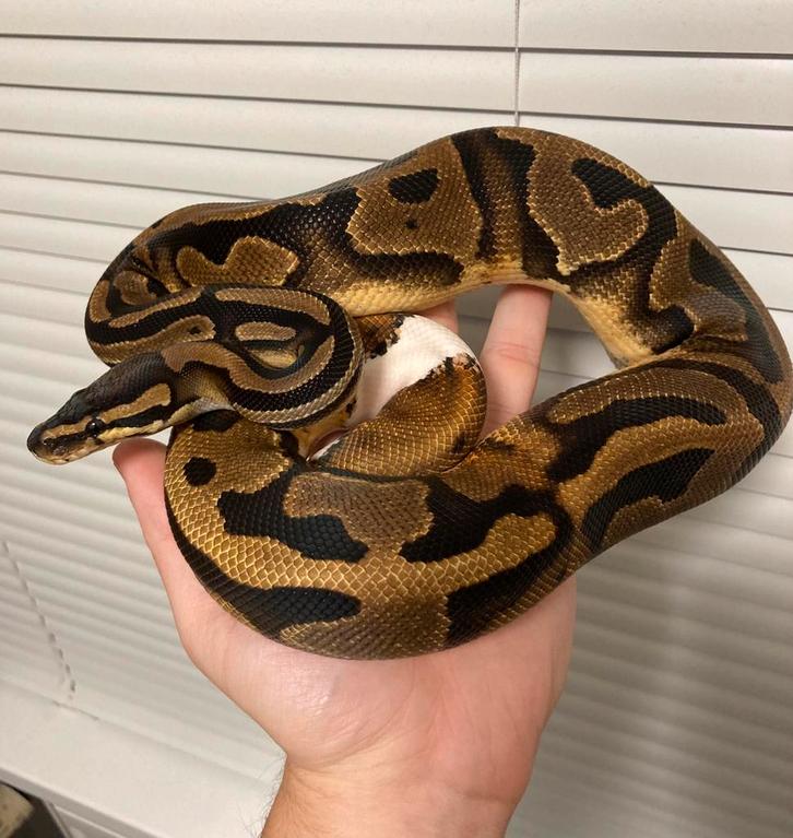 1.0 Pied ball python regius te koop