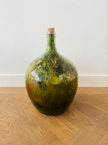 Plant in fles/vaas met eigen ecosysteem Loods 5 beschikbaar voor biedingen
